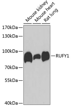 RUFY1 Rabbit Polyclonal Antibody