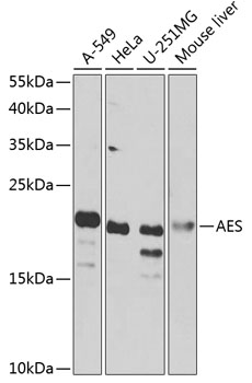 AES Rabbit Polyclonal Antibody