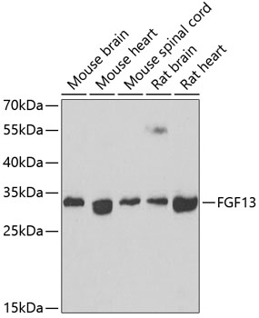 FGF13 Rabbit Polyclonal Antibody