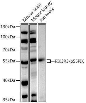 PIK3R3 Rabbit Polyclonal Antibody