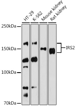 IRS2 Rabbit Polyclonal Antibody