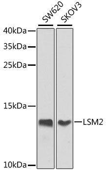 LSM2 Rabbit Polyclonal Antibody
