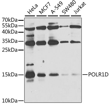 POLR1D Rabbit Polyclonal Antibody