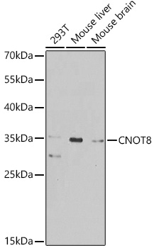 CNOT8 Rabbit Polyclonal Antibody