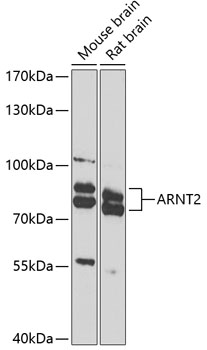 ARNT2 Rabbit Polyclonal Antibody