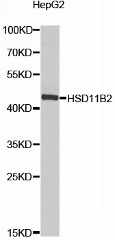 HSD11B2 Rabbit Polyclonal Antibody