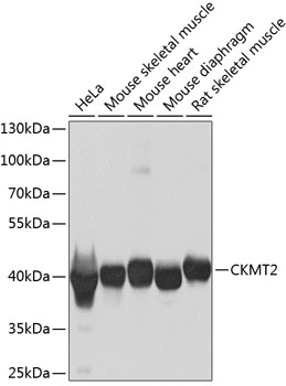 CKMT2 Rabbit Polyclonal Antibody
