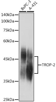 TACSTD2 Rabbit Polyclonal Antibody