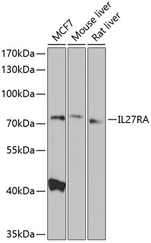 IL27RA Rabbit Polyclonal Antibody