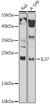 IL37 Rabbit Polyclonal Antibody