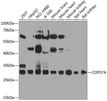 COPS7A Rabbit Polyclonal Antibody