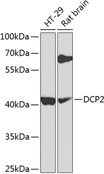DCP2 Rabbit Polyclonal Antibody