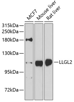 LLGL2 Rabbit Polyclonal Antibody