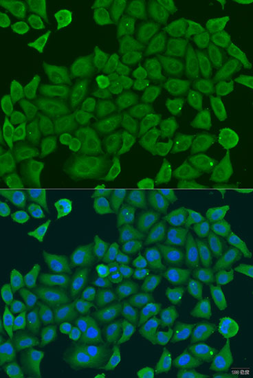 SHC4 Rabbit Polyclonal Antibody