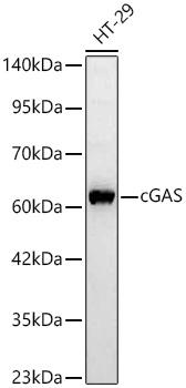 cGAS Rabbit Polyclonal Antibody