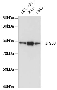 ITGB8 Rabbit Polyclonal Antibody
