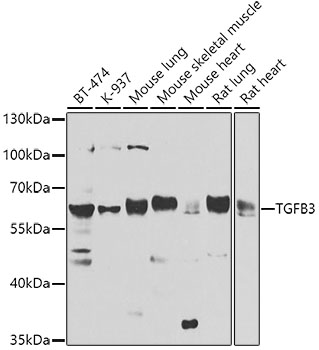 TGFB3 Rabbit Polyclonal Antibody