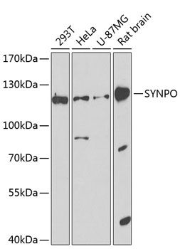 SYNPO Rabbit Polyclonal Antibody