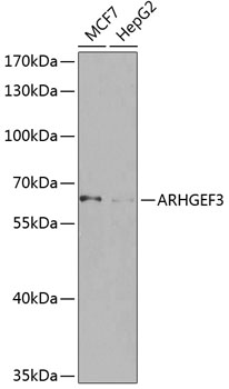 ARHGEF3 Rabbit Polyclonal Antibody