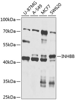 INHBB Rabbit Polyclonal Antibody