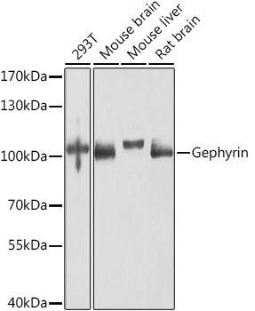 GPHN Rabbit Polyclonal Antibody
