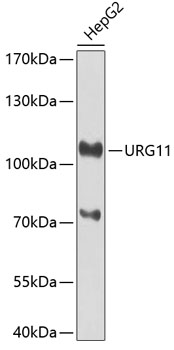 URG11 Rabbit Polyclonal Antibody