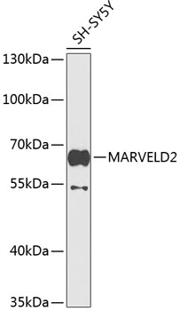 MARVELD2 Rabbit Polyclonal Antibody