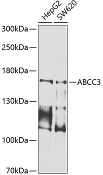 ABCC3 Rabbit Polyclonal Antibody