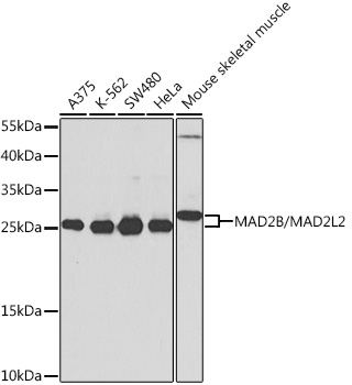 MAD2L2 Rabbit Polyclonal Antibody