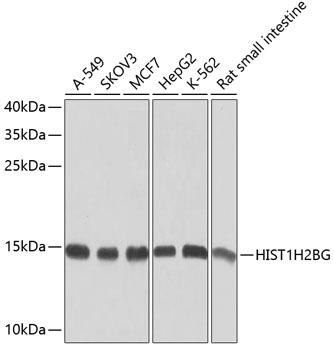 HIST1H2BG Rabbit Polyclonal Antibody