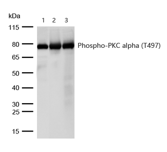 PKC alpha (Phospho-Thr497) Antibody