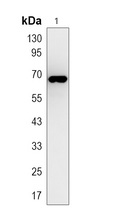 EGFP-tag Antibody