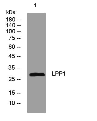 LPP1 Rabbit pAb