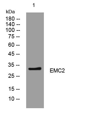 EMC2 Rabbit pAb