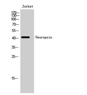 Neuropsin Rabbit pAb