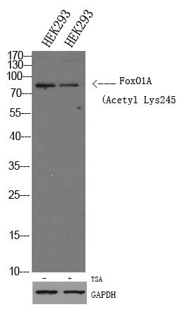 FoxO1A (Acetyl Lys245) Rabbit pAb