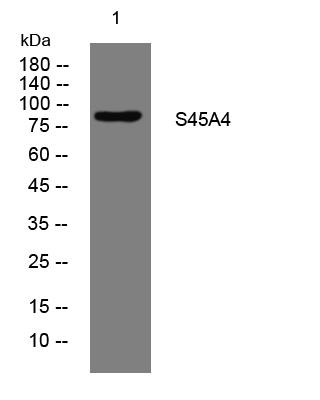S45A4 Rabbit pAb