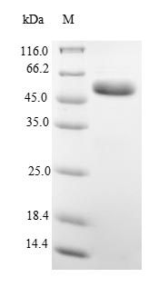 Recombinant Rat Alpha-1-antiproteinase(Serpina1)