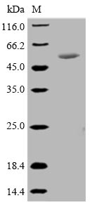 Recombinant Mycoplasma hyopneumoniae 46KDA surface antigen(p46)