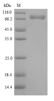 Recombinant Human Macrophage colony-stimulating factor 1(CSF1)
