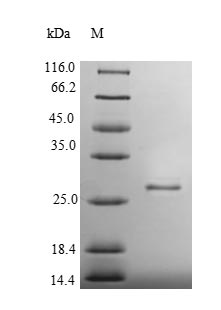 Recombinant Human Heat shock protein HSP 90-alpha(HSP90AA1),partial