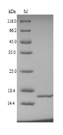 Recombinant Human NHP2-like protein 1(NHP2L1)