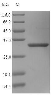 Recombinant Human Mimecan(OGN)