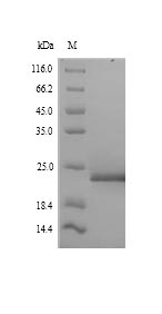 Recombinant Arabidopsis thaliana FACT complex subunit SPT16(SPT16),partial