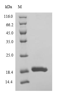 Recombinant Drosophila melanogaster Ubiquitin-conjugating enzyme E2-17KDA(UbcD6)