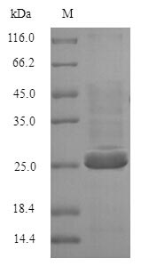 Recombinant Human Butyrophilin subfamily 3 member A2(BTN3A2),partial