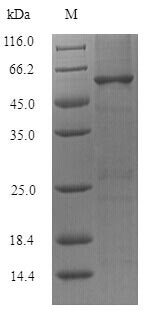 Recombinant Lactobacillus reuteri 60KDA chaperonin(groL)