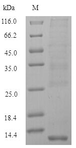 Recombinant Danio rerio Metallothionein-2(mt2)