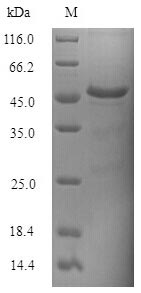 Recombinant Saccharomyces cerevisiae tRNA N6-adenosine threonylcarbamoyltransferase(KAE1)