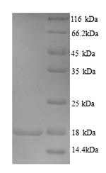 Recombinant Human Store-opeRated calcium entry-associated regulatory factor(SARAF),partial